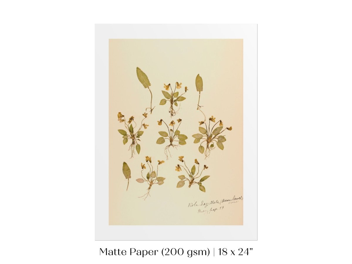 Pressed Flower Art Print | Violas | P434 - Single Art Prints - Piccolo Fiore Prints
