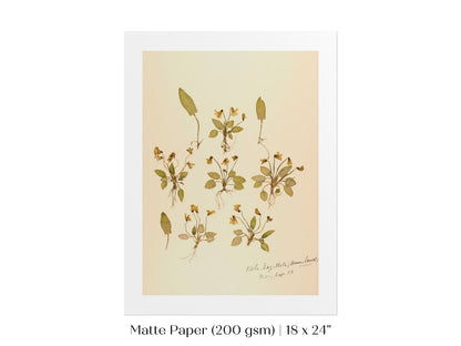 Pressed Flower Art Print | Violas | P434 - Single Art Prints - Piccolo Fiore Prints