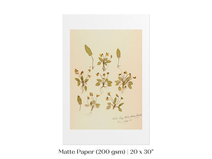 Pressed Flower Art Print | Violas | P434 - Single Art Prints - Piccolo Fiore Prints