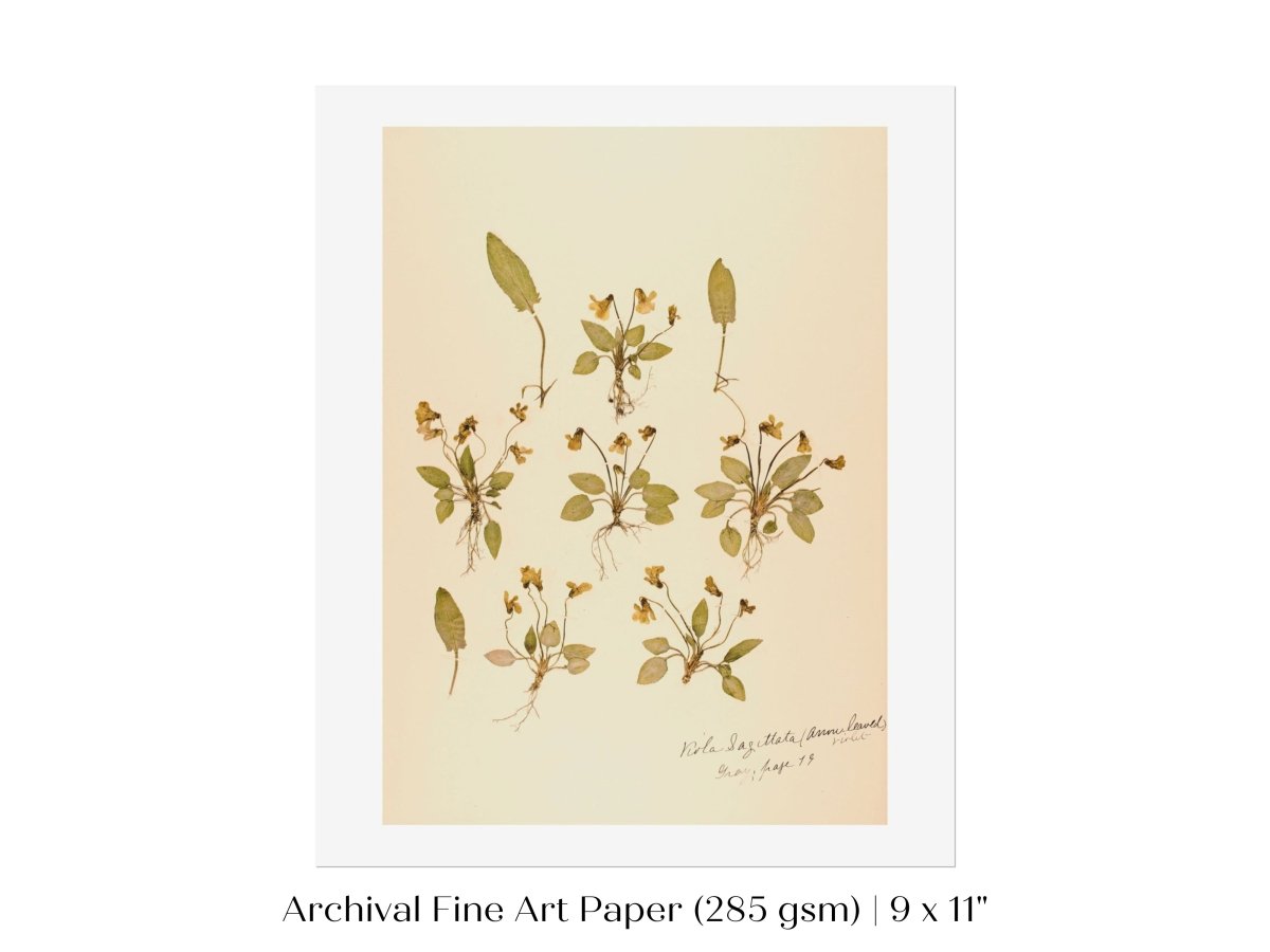 Pressed Flower Art Print | Violas | P434 - Single Art Prints - Piccolo Fiore Prints