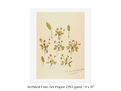 Pressed Flower Art Print | Violas | P434 - Single Art Prints - Piccolo Fiore Prints