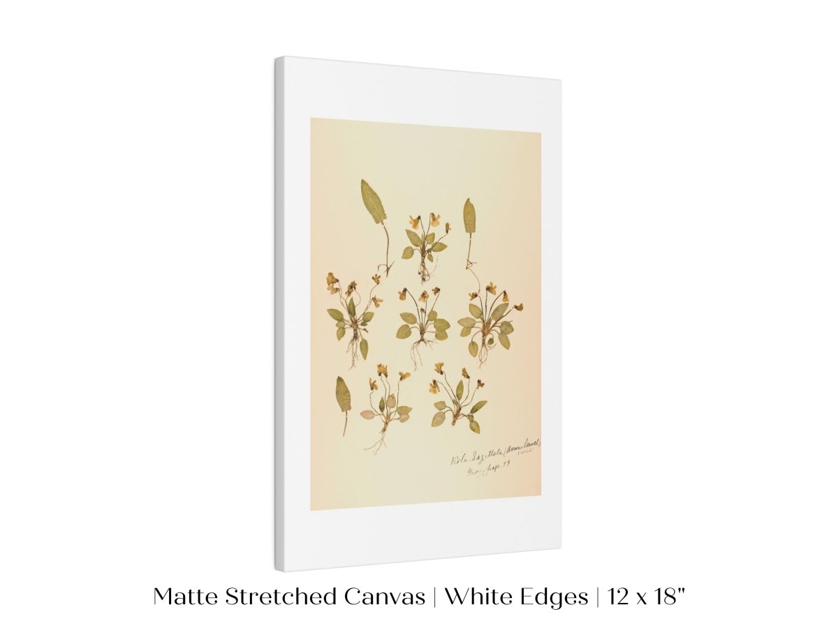 Pressed Flower Art Print | Violas | P434 - Single Art Prints - Piccolo Fiore Prints