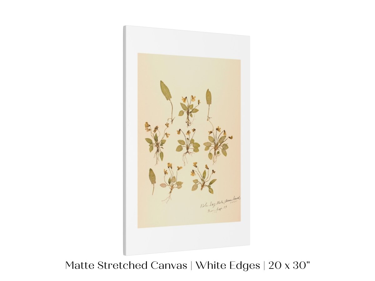 Pressed Flower Art Print | Violas | P434 - Single Art Prints - Piccolo Fiore Prints