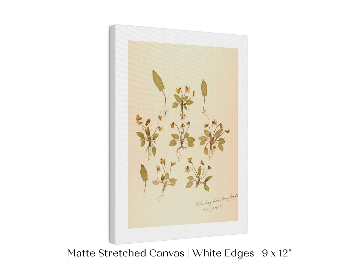 Pressed Flower Art Print | Violas | P434 - Single Art Prints - Piccolo Fiore Prints