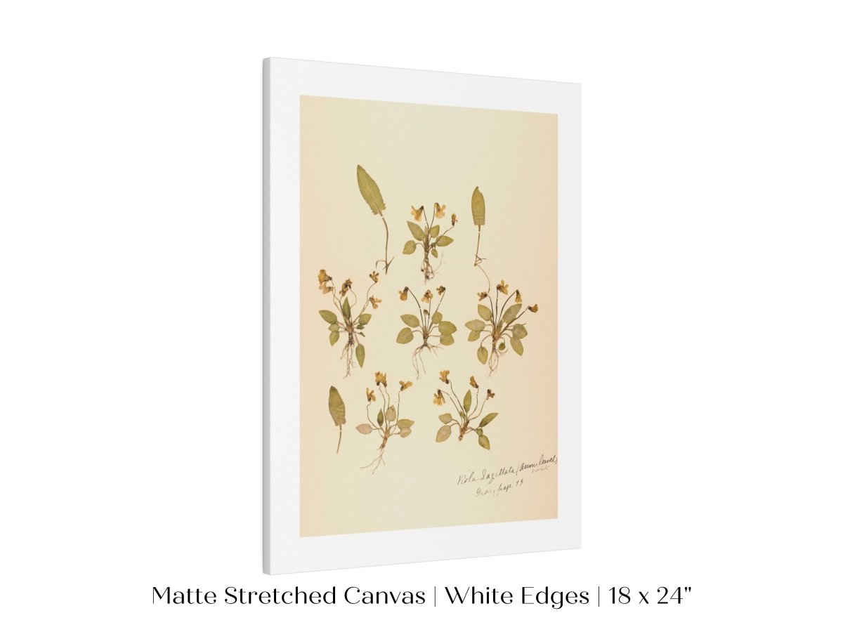 Pressed Flower Art Print | Violas | P434 - Single Art Prints - Piccolo Fiore Prints