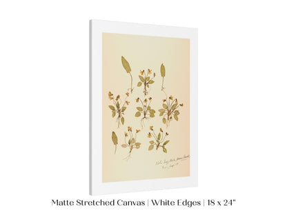 Pressed Flower Art Print | Violas | P434 - Single Art Prints - Piccolo Fiore Prints