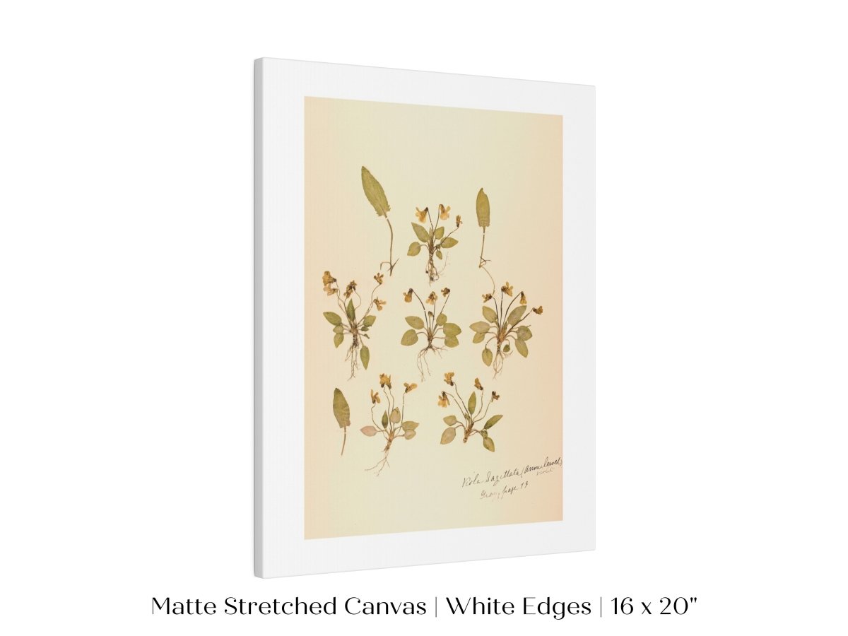 Pressed Flower Art Print | Violas | P434 - Single Art Prints - Piccolo Fiore Prints