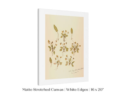 Pressed Flower Art Print | Violas | P434 - Single Art Prints - Piccolo Fiore Prints
