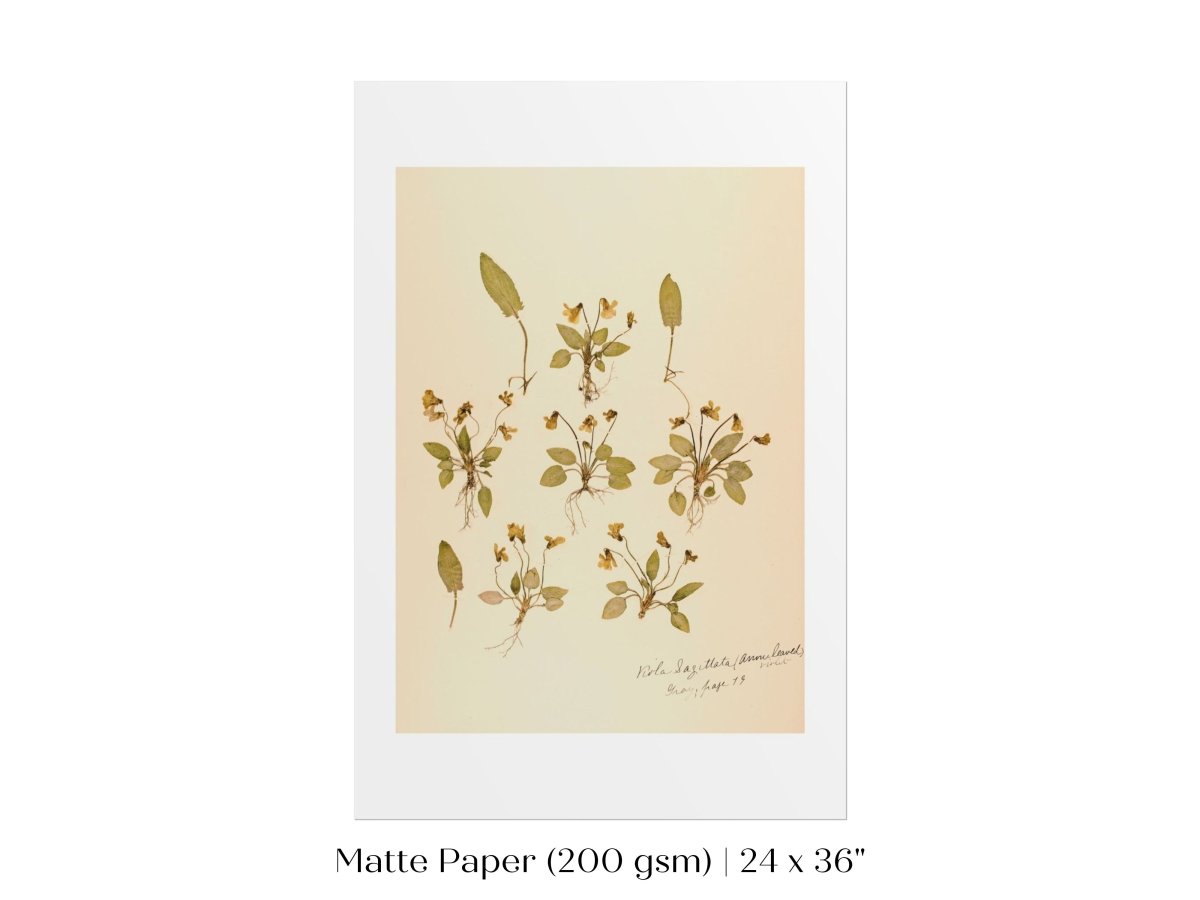 Pressed Flower Art Print | Violas | P434 - Single Art Prints - Piccolo Fiore Prints