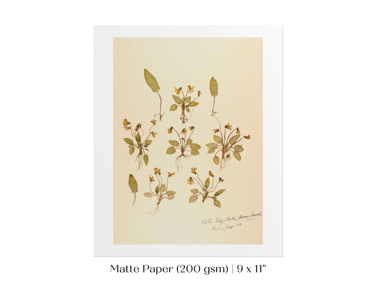 Pressed Flower Art Print | Violas | P434 - Single Art Prints - Piccolo Fiore Prints