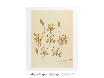 Pressed Flower Art Print | Violas | P434 - Single Art Prints - Piccolo Fiore Prints