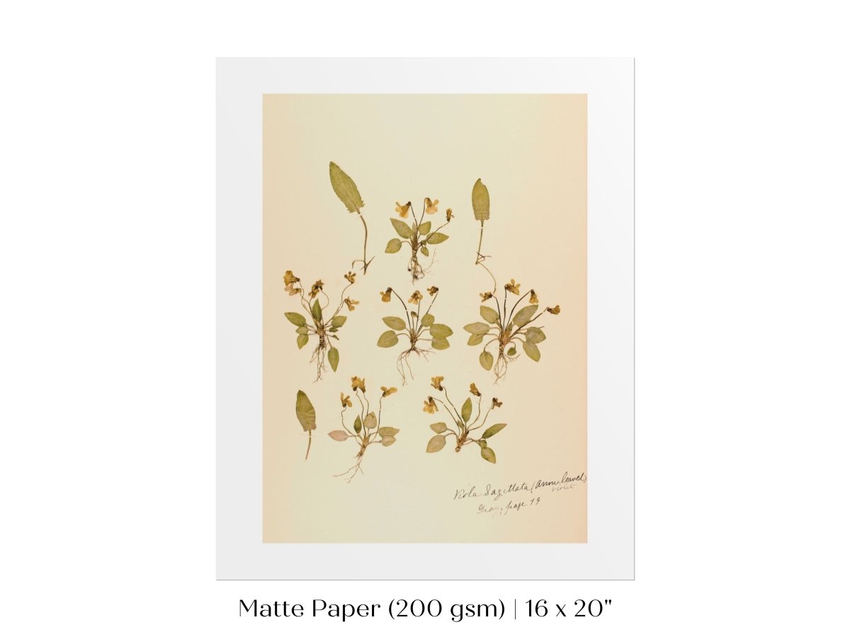 Pressed Flower Art Print | Violas | P434 - Single Art Prints - Piccolo Fiore Prints