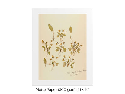 Pressed Flower Art Print | Violas | P434 - Single Art Prints - Piccolo Fiore Prints