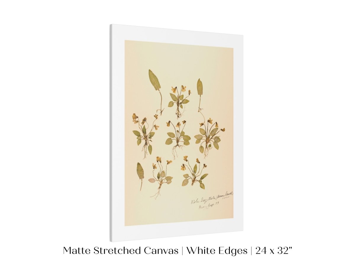 Pressed Flower Art Print | Violas | P434 - Single Art Prints - Piccolo Fiore Prints