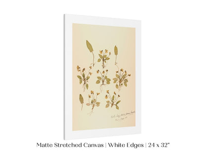 Pressed Flower Art Print | Violas | P434 - Single Art Prints - Piccolo Fiore Prints