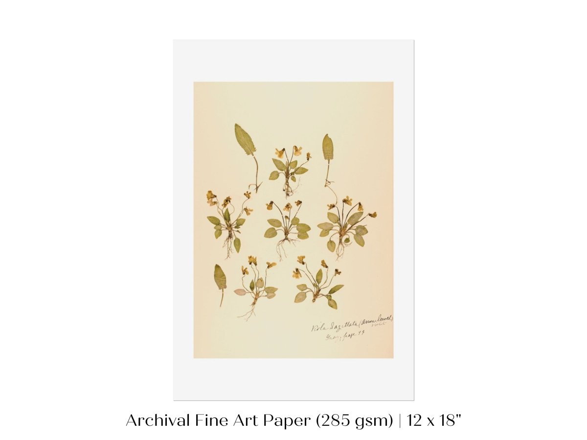 Pressed Flower Art Print | Violas | P434 - Single Art Prints - Piccolo Fiore Prints