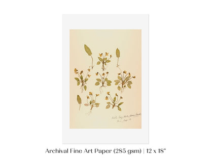 Pressed Flower Art Print | Violas | P434 - Single Art Prints - Piccolo Fiore Prints