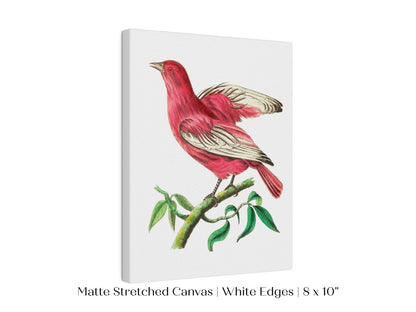Purple Chatterer Illustration | P57 - Single Art Prints - Piccolo Fiore Prints