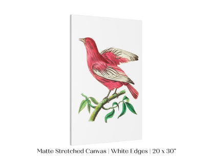Purple Chatterer Illustration | P57 - Single Art Prints - Piccolo Fiore Prints
