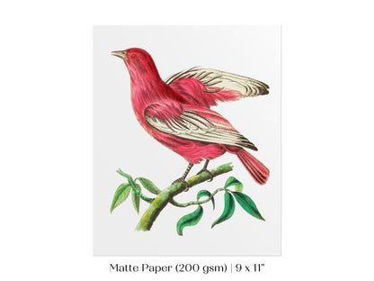 Purple Chatterer Illustration | P57 - Single Art Prints - Piccolo Fiore Prints
