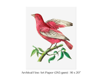 Purple Chatterer Illustration | P57 - Single Art Prints - Piccolo Fiore Prints