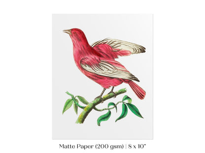 Purple Chatterer Illustration | P57 - Single Art Prints - Piccolo Fiore Prints