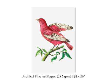 Purple Chatterer Illustration | P57 - Single Art Prints - Piccolo Fiore Prints