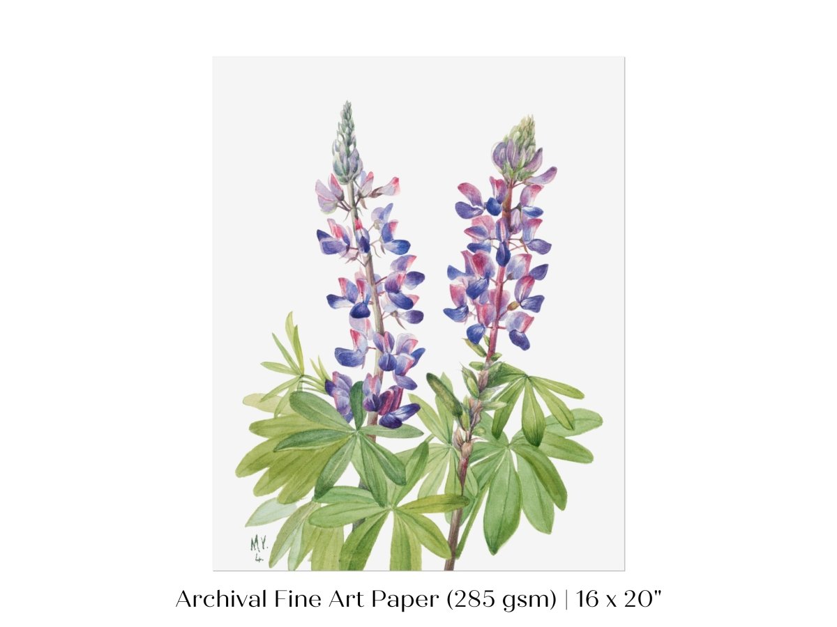 Purple/Pink Lupine Illustration | P43 - Single Art Prints - Piccolo Fiore Prints
