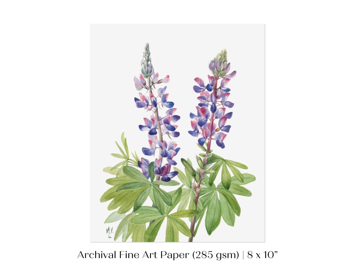 Purple/Pink Lupine Illustration | P43 - Single Art Prints - Piccolo Fiore Prints
