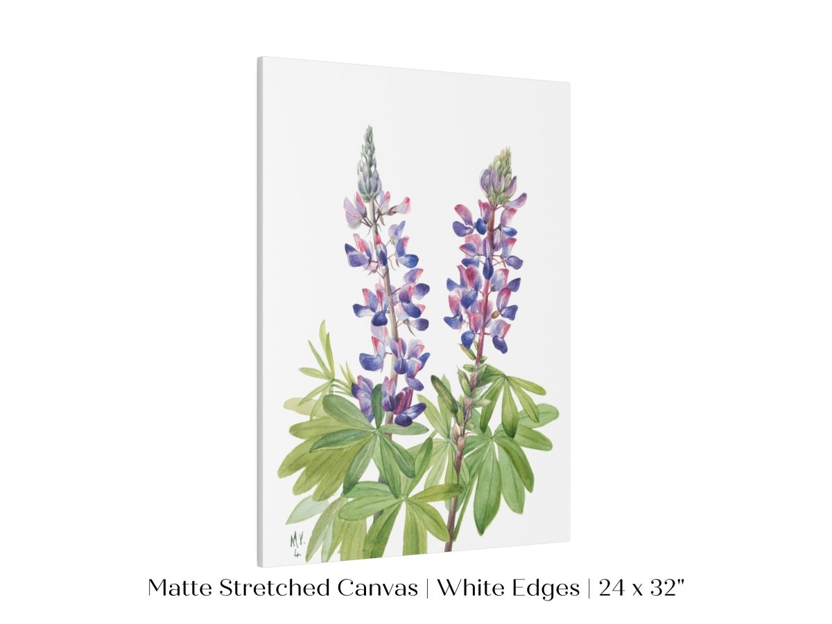 Purple/Pink Lupine Illustration | P43 - Single Art Prints - Piccolo Fiore Prints