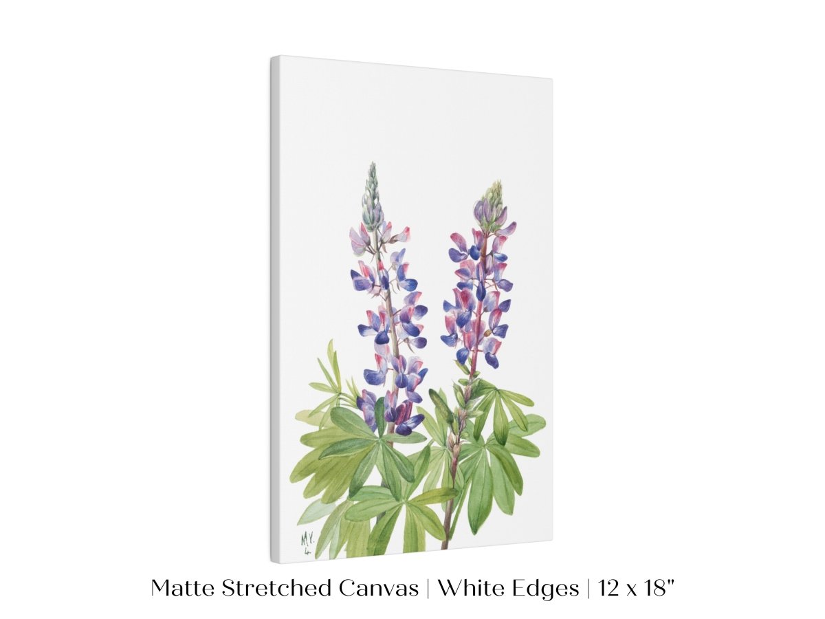 Purple/Pink Lupine Illustration | P43 - Single Art Prints - Piccolo Fiore Prints