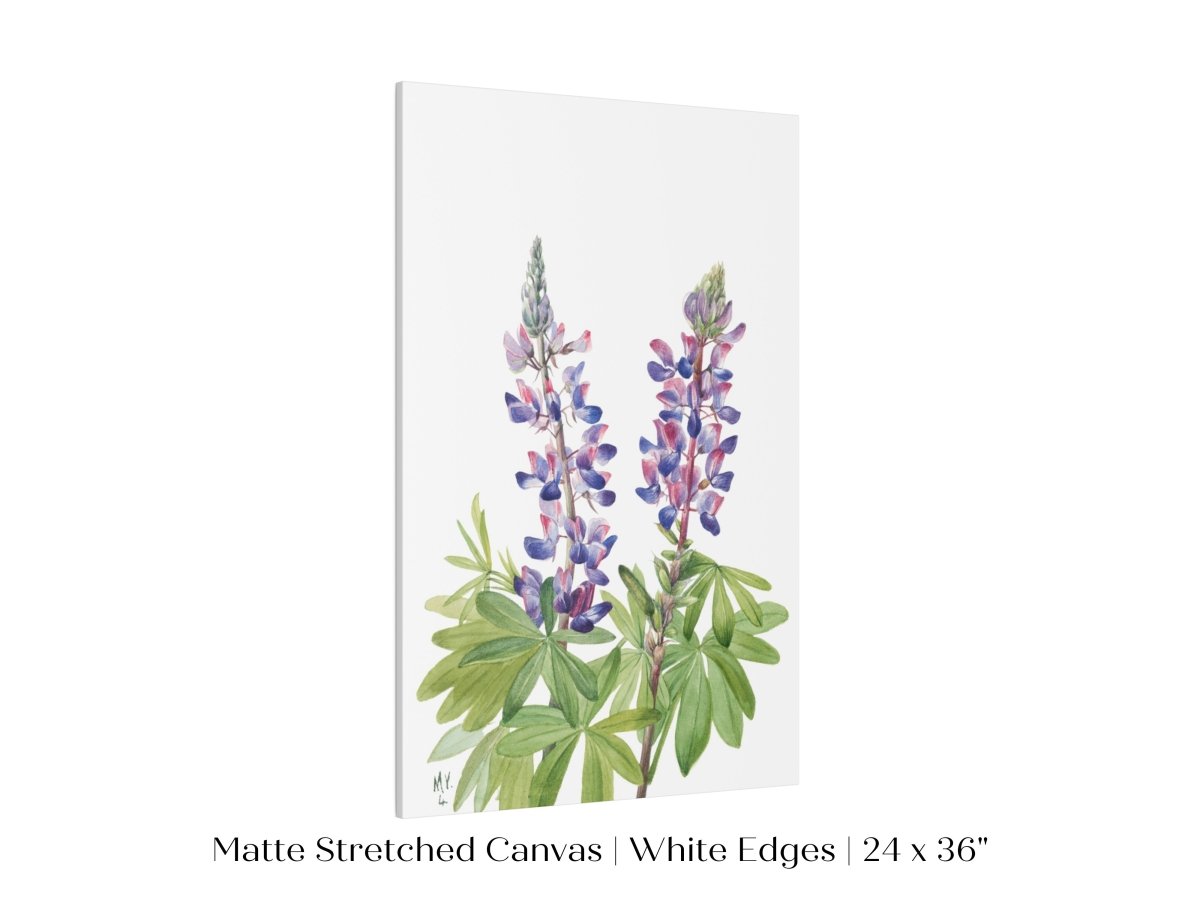 Purple/Pink Lupine Illustration | P43 - Single Art Prints - Piccolo Fiore Prints