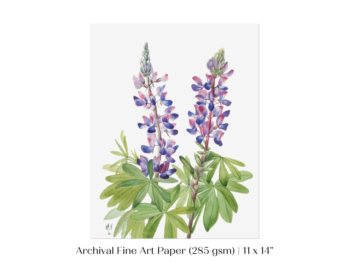 Purple/Pink Lupine Illustration | P43 - Single Art Prints - Piccolo Fiore Prints