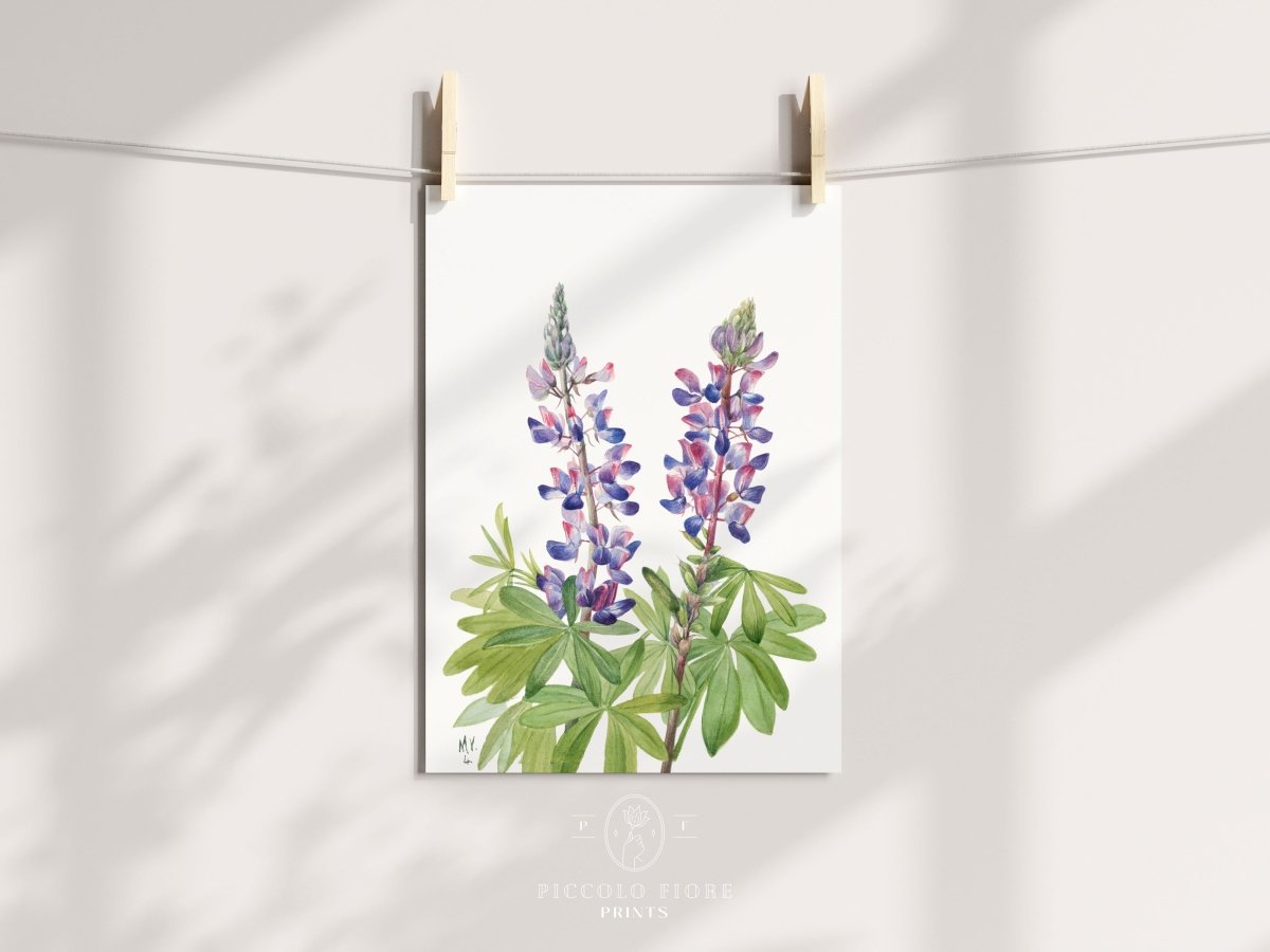 Purple/Pink Lupine Illustration | P43 - Single Art Prints - Piccolo Fiore Prints