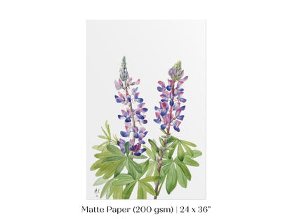 Purple/Pink Lupine Illustration | P43 - Single Art Prints - Piccolo Fiore Prints