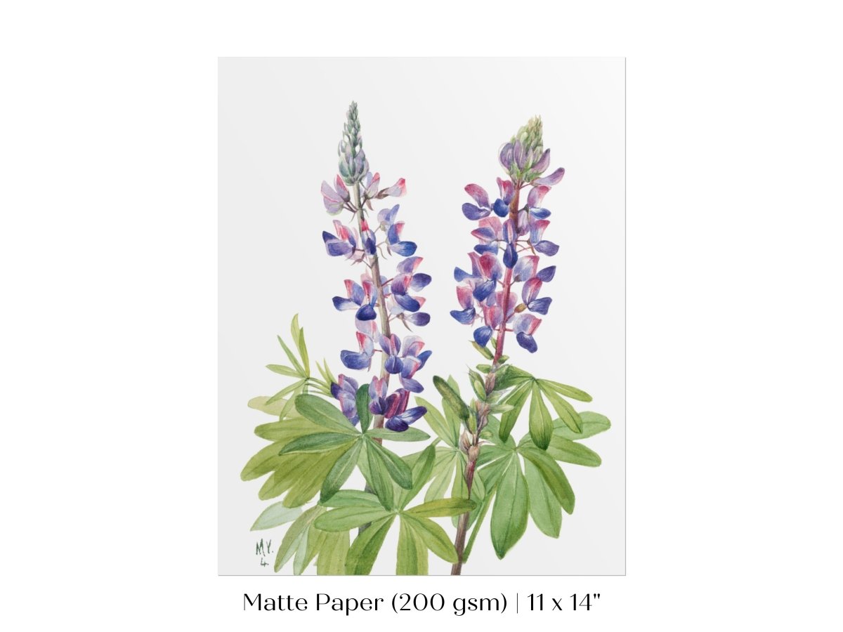 Purple/Pink Lupine Illustration | P43 - Single Art Prints - Piccolo Fiore Prints