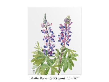 Purple/Pink Lupine Illustration | P43 - Single Art Prints - Piccolo Fiore Prints