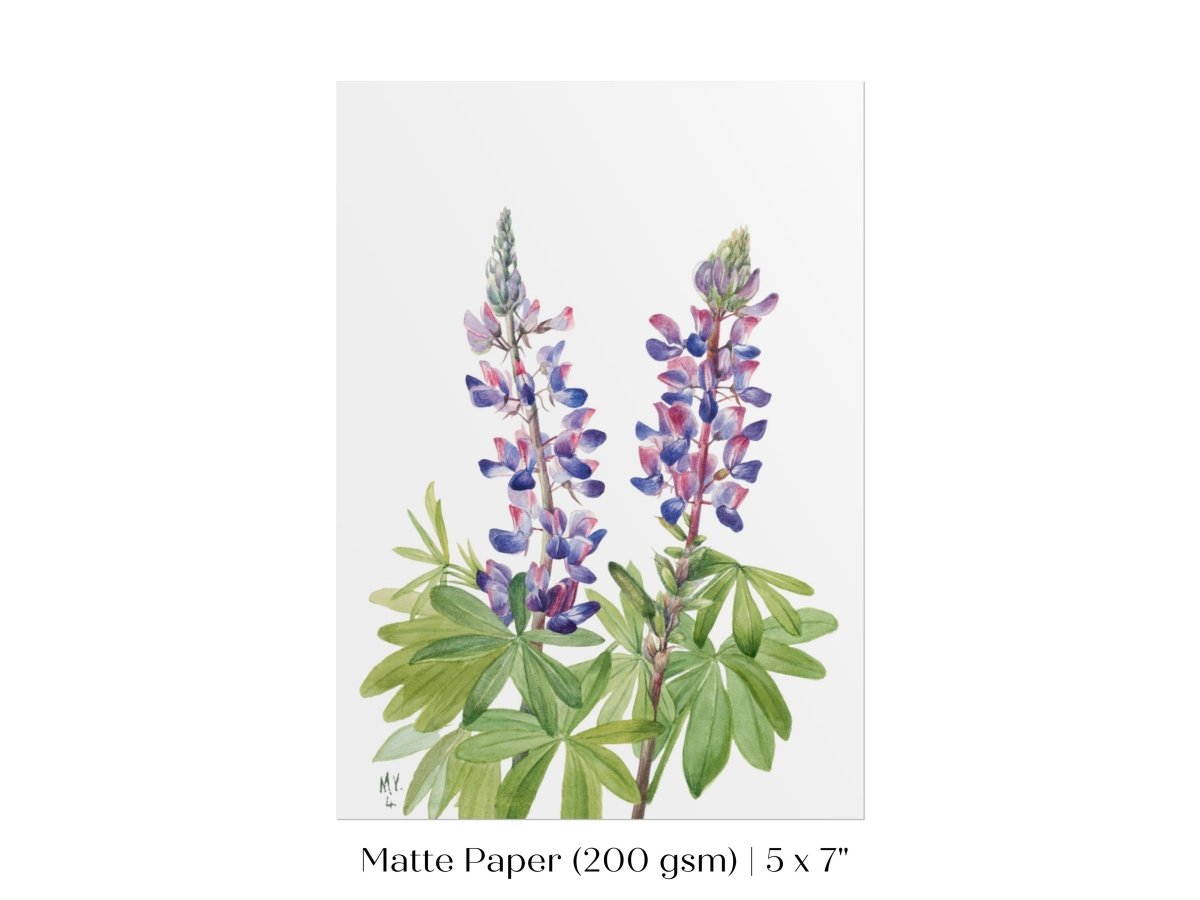 Purple/Pink Lupine Illustration | P43 - Single Art Prints - Piccolo Fiore Prints