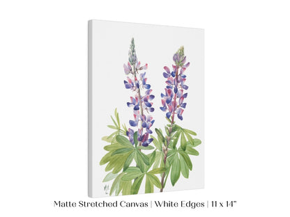 Purple/Pink Lupine Illustration | P43 - Single Art Prints - Piccolo Fiore Prints