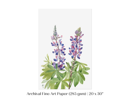 Purple/Pink Lupine Illustration | P43 - Single Art Prints - Piccolo Fiore Prints