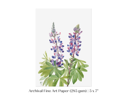 Purple/Pink Lupine Illustration | P43 - Single Art Prints - Piccolo Fiore Prints