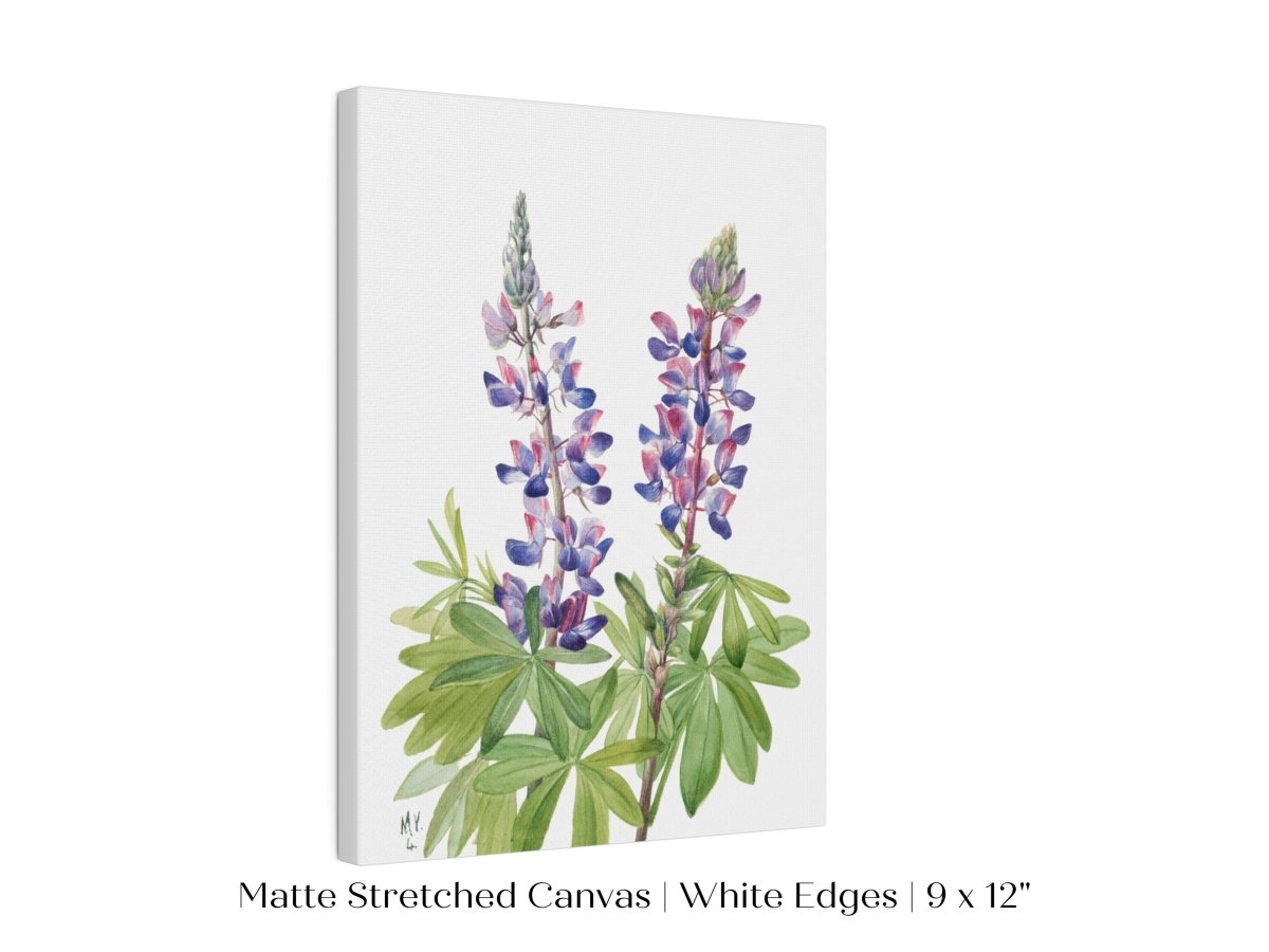 Purple/Pink Lupine Illustration | P43 - Single Art Prints - Piccolo Fiore Prints
