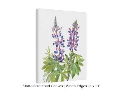 Purple/Pink Lupine Illustration | P43 - Single Art Prints - Piccolo Fiore Prints