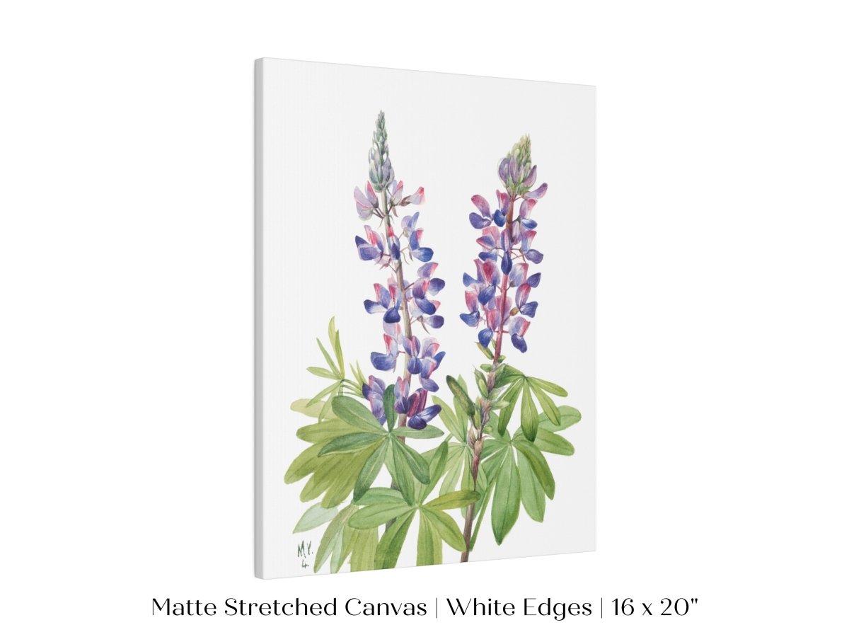 Purple/Pink Lupine Illustration | P43 - Single Art Prints - Piccolo Fiore Prints