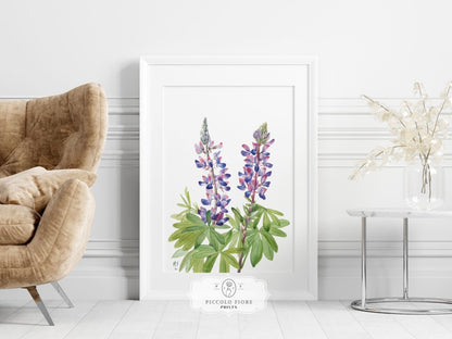 Purple/Pink Lupine Illustration | P43 - Single Art Prints - Piccolo Fiore Prints