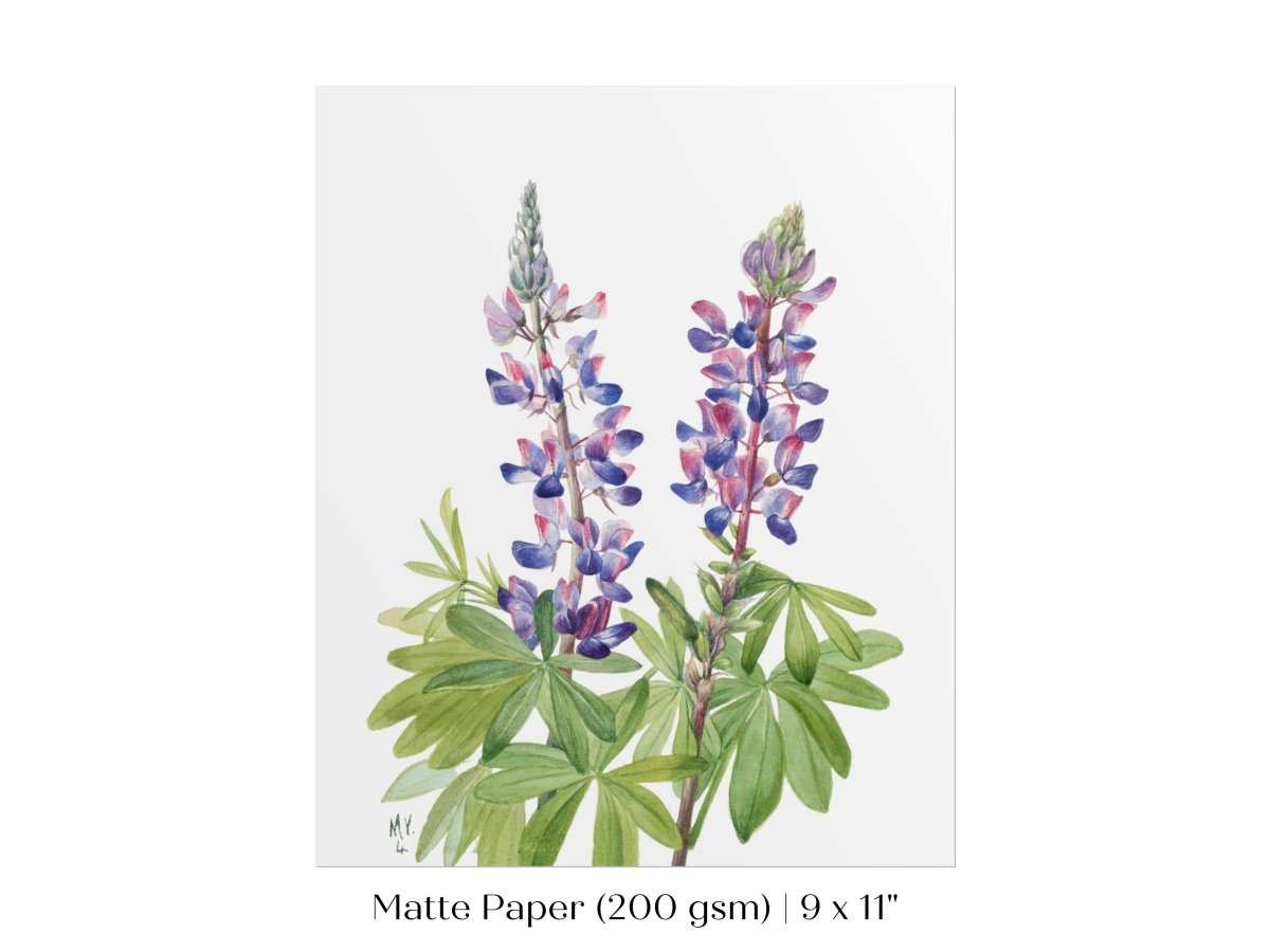 Purple/Pink Lupine Illustration | P43 - Single Art Prints - Piccolo Fiore Prints