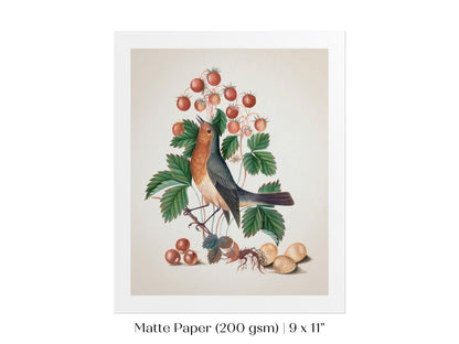 Robin and Strawberries Illustration | P385 - Single Art Prints - Piccolo Fiore Prints