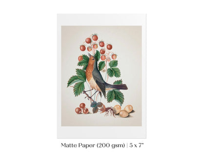 Robin and Strawberries Illustration | P385 - Single Art Prints - Piccolo Fiore Prints