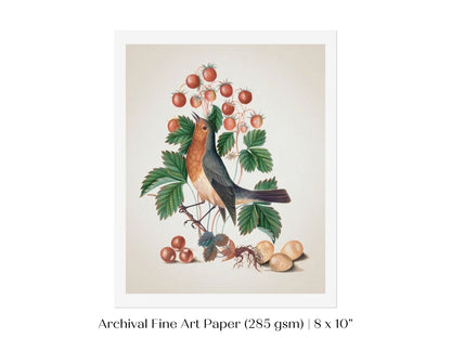Robin and Strawberries Illustration | P385 - Single Art Prints - Piccolo Fiore Prints