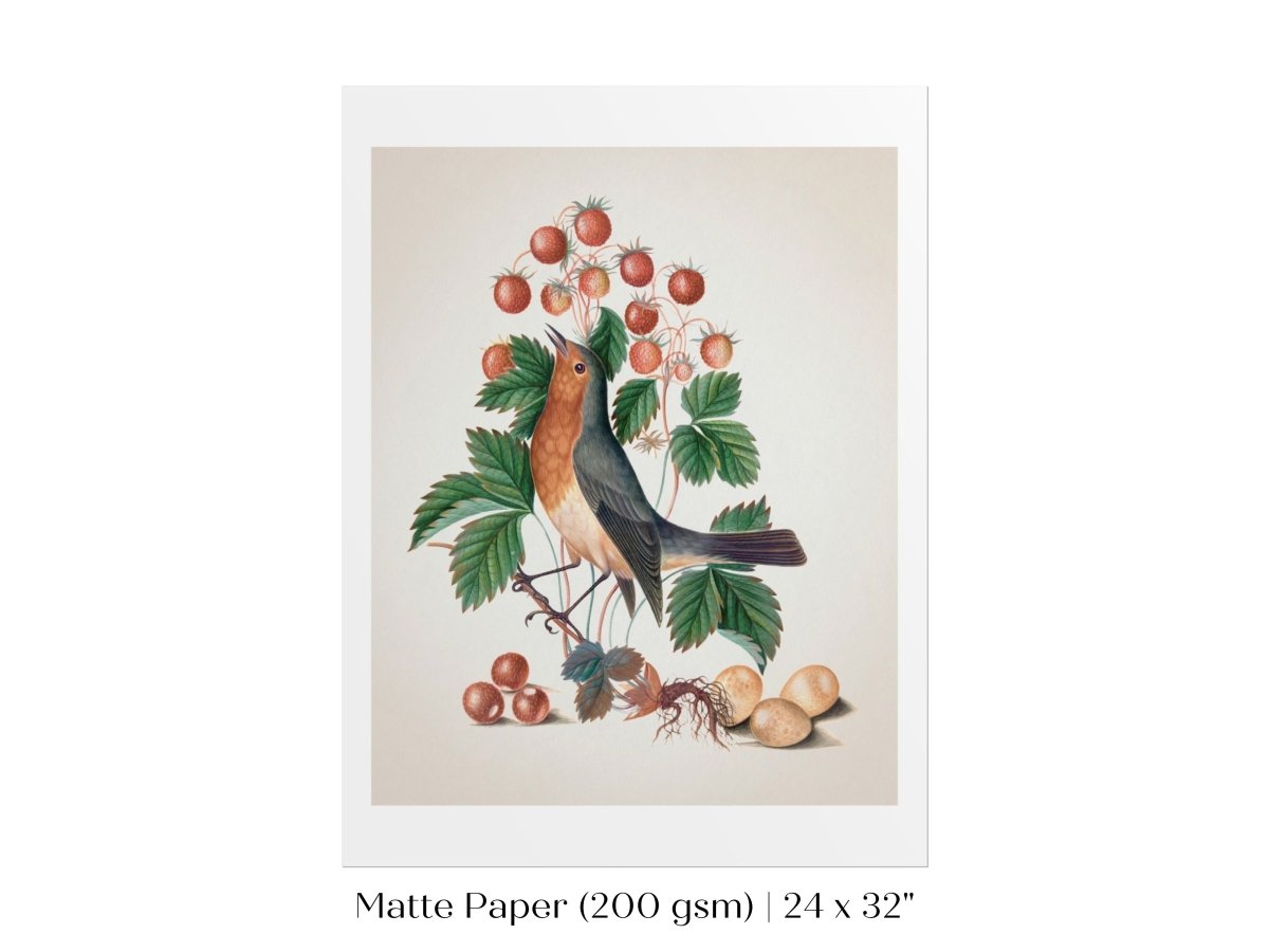 Robin and Strawberries Illustration | P385 - Single Art Prints - Piccolo Fiore Prints
